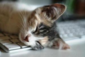 Gato, aparentemente exausto, dormindo sobre o teclado de um computador. Fonte: Twitter